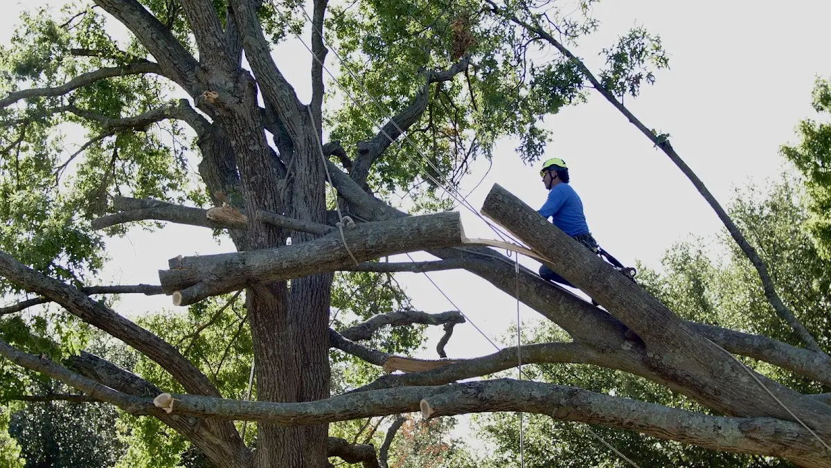 Professional Crown Thinning performed by certified arborists in Eureka